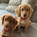 Hudson and Olive Graham - @the_hudson_and_olive_story - Instagram