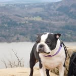 Olive Graham - @olivebostonterrier - Instagram