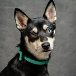 Olive Juice Davis-Graves 🫒 - @olive_the_pomsky - Instagram