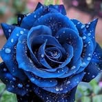 Olive Gregory - Facebook
