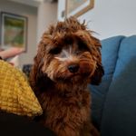 Olive Griffin-Condliffe - @olivetheotherreindeer_cockapoo - Instagram