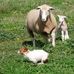 Olive Grove White Suffolks - Facebook