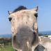 Olive Hamilton - Facebook