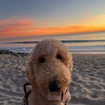 Olive Oil Haney - @doodleoliveoil - Instagram