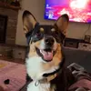 OliveHarris - @oliveharris_ - TikTok