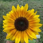 Olive Hart - @olivehartcottagecore - Instagram