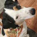 Olive Hart - @olive_thehound27 - Instagram
