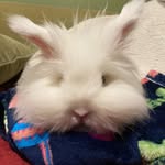 Olive - @olive_hartnett - Instagram