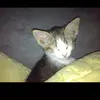 oliver_scheller - @oliver_scheller - TikTok