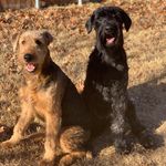 Olive And Henry - @olive.and.henry - Instagram