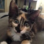 Olive Hernandez - @acatnamedolive - Instagram