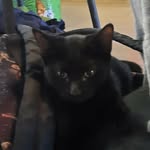 Olive Herrera - @olive_insta_cat - Instagram
