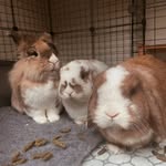 Olive, Honey & Porridge - @oliveshomee - Instagram