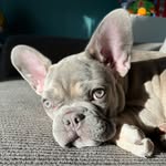 Olive 🫒 🎀 - @olivehodgesthefrenchie - Instagram