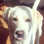 Olive Wendog Holmes - @olivewendogholmes - Instagram