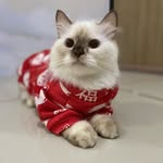 Olive - @olive_hong88 - Instagram