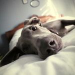 Olive Hood Anderson - @olivethepuppy_ - Instagram