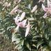 Olive Horn - Facebook