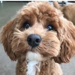 Olive Howell - @thecockapooolive - Instagram