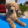 Oliver_Hutton_Leone - @oliver_hutton_leone - TikTok