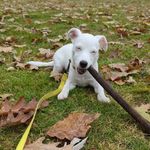 Olive Jones - @olive.thejackrussell - Instagram