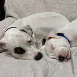 Olive & Lloyd - @olive_and_lloyds_life - Instagram