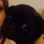 Olive Lloyd Gifford (dog) - @olive_the_frug - Instagram