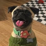 Olive the Pug 🫒🍸 - @olivemartinithepug - Instagram