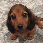 Olive Monroe - @oliveminidachs - Instagram