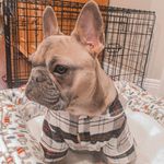 olive monroe - @frenchieolivem - Instagram