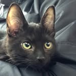 Olive Nelson-Fox - @olive_the_dsh - Instagram