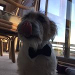 Olive - @olive.russell - Instagram