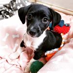 Olive the Jack Russell - @olive_smoliv - Instagram
