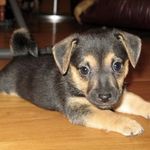 Olive The Jack Russell - @olivitajrtmix - Instagram