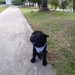 Olive - @olive_sharpei - Instagram