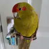 olive_the_kakariki - @olivesharpe - TikTok