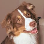🫒 Olive the Australian Shepherd - @olivetheredtri - Instagram