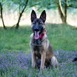 Olive | Belgian Malinois × German Shepherd - @olive_gsdxmali - Instagram