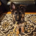 Olive 🐾 German Shepherd Dog - @overwhelmingly.olive - Instagram