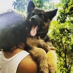 Olive - @_olivethegermanshepherd - Instagram