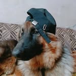 Olive | The German shepherd🐾 - @olive_the_germanshephard - Instagram