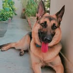 Olive | The German Shepherd 🇮🇳 - @olive.thegermanshepherd - Instagram