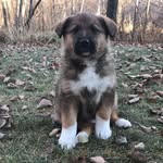 Olive Bailey - @olive_the_shepherd_ - Instagram