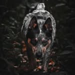 Olive Blue Shepherd - @oliveblueshepherd - Instagram