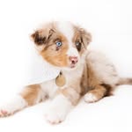 Olive Mini American Shepherd - @olive.theothermini - Instagram