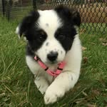 Olive Mini Australian Shepherd - @olive.mini.aussie - Instagram