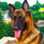 Olive - @olive.the.shepherd - Instagram