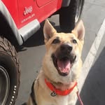 Olive - @olive_the_shepherd - Instagram