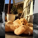 Olive_shepherd - @darcy_101xox - Instagram