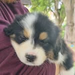 Olive the Aussie Shepherd - @olivetheaussieshepherd - Instagram